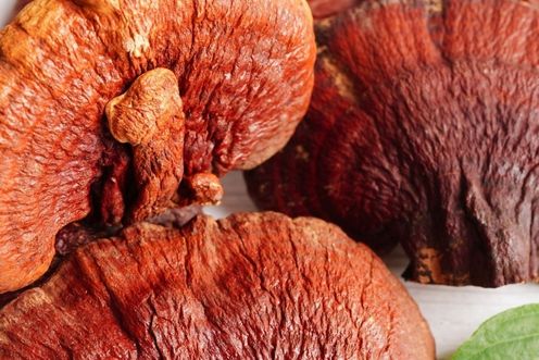 GANODERMA LUCIDUM (REISHI MUSHROOM)